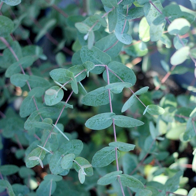 Eucalyptus g. Silver Drop Beds & Borders
