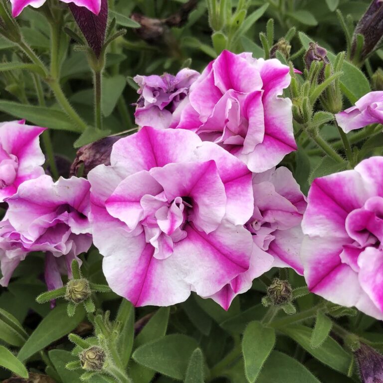 Petunia Supertunia Sharon Beds & Borders